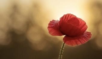 Royal British Legion Poppy Day Royal British Legion Poppy Day